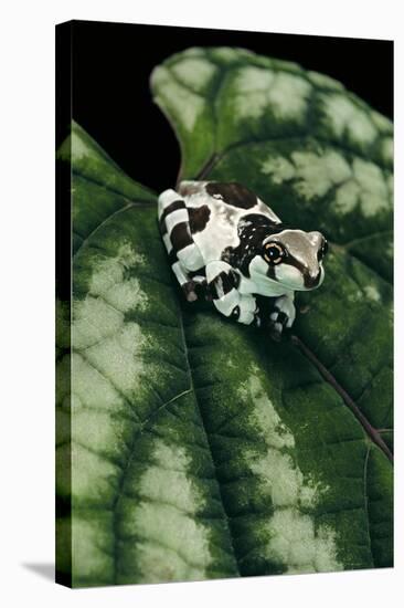 Phrynohyas Resinifictrix (Amazon Milk Frog) - Young-Paul Starosta-Stretched Canvas