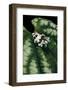 Phrynohyas Resinifictrix (Amazon Milk Frog) - Young-Paul Starosta-Framed Photographic Print