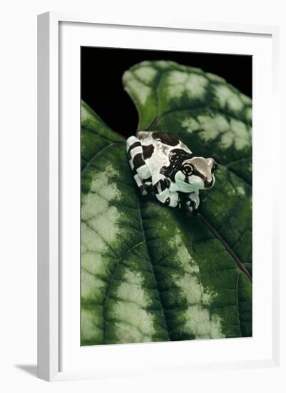 Phrynohyas Resinifictrix (Amazon Milk Frog) - Young-Paul Starosta-Framed Photographic Print