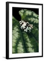 Phrynohyas Resinifictrix (Amazon Milk Frog) - Young-Paul Starosta-Framed Photographic Print