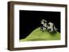 Phrynohyas Resinifictrix (Amazon Milk Frog) - Young-Paul Starosta-Framed Photographic Print