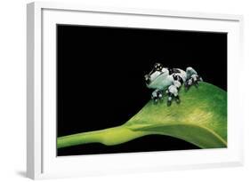 Phrynohyas Resinifictrix (Amazon Milk Frog) - Young-Paul Starosta-Framed Photographic Print