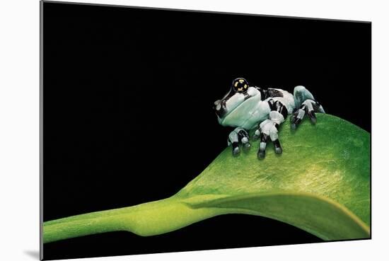 Phrynohyas Resinifictrix (Amazon Milk Frog) - Young-Paul Starosta-Mounted Photographic Print