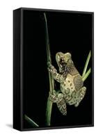 Phrynohyas Resinifictrix (Amazon Milk Frog)-Paul Starosta-Framed Stretched Canvas