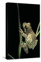 Phrynohyas Resinifictrix (Amazon Milk Frog)-Paul Starosta-Stretched Canvas