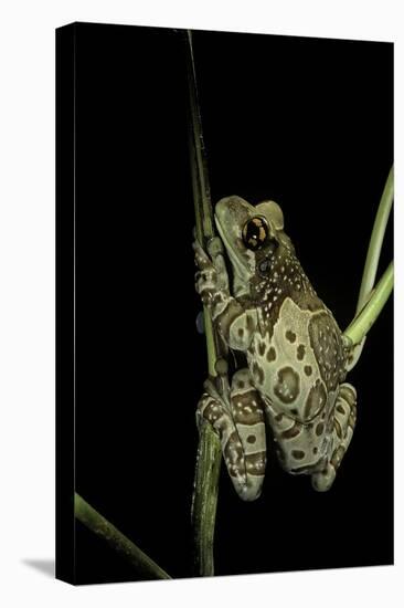 Phrynohyas Resinifictrix (Amazon Milk Frog)-Paul Starosta-Stretched Canvas