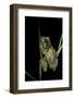 Phrynohyas Resinifictrix (Amazon Milk Frog)-Paul Starosta-Framed Photographic Print