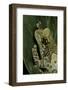 Phrynohyas Resinifictrix (Amazon Milk Frog)-Paul Starosta-Framed Photographic Print