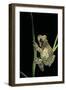 Phrynohyas Resinifictrix (Amazon Milk Frog)-Paul Starosta-Framed Photographic Print