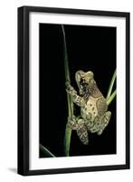 Phrynohyas Resinifictrix (Amazon Milk Frog)-Paul Starosta-Framed Photographic Print