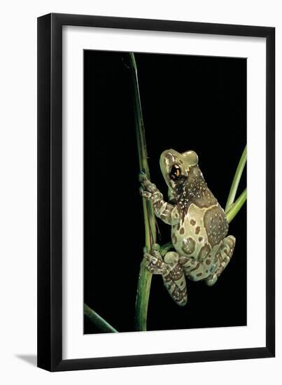 Phrynohyas Resinifictrix (Amazon Milk Frog)-Paul Starosta-Framed Photographic Print