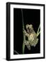 Phrynohyas Resinifictrix (Amazon Milk Frog)-Paul Starosta-Framed Photographic Print