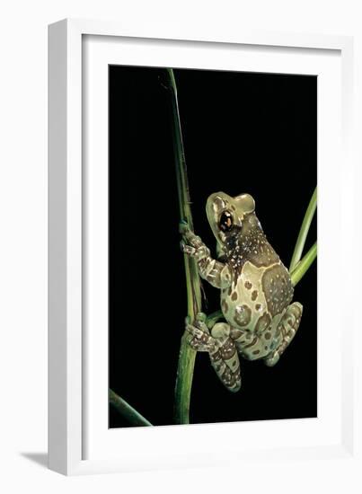 Phrynohyas Resinifictrix (Amazon Milk Frog)-Paul Starosta-Framed Photographic Print