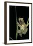 Phrynohyas Resinifictrix (Amazon Milk Frog)-Paul Starosta-Framed Photographic Print