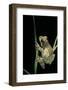 Phrynohyas Resinifictrix (Amazon Milk Frog)-Paul Starosta-Framed Photographic Print