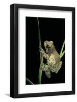Phrynohyas Resinifictrix (Amazon Milk Frog)-Paul Starosta-Framed Photographic Print