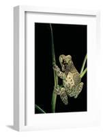 Phrynohyas Resinifictrix (Amazon Milk Frog)-Paul Starosta-Framed Photographic Print