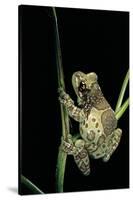 Phrynohyas Resinifictrix (Amazon Milk Frog)-Paul Starosta-Stretched Canvas