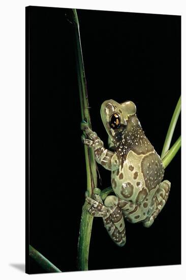 Phrynohyas Resinifictrix (Amazon Milk Frog)-Paul Starosta-Stretched Canvas