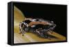 Phrynomantis Bifasciatus (Banded Rubber Frog)-Paul Starosta-Framed Stretched Canvas