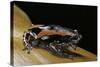 Phrynomantis Bifasciatus (Banded Rubber Frog)-Paul Starosta-Stretched Canvas