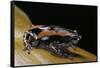 Phrynomantis Bifasciatus (Banded Rubber Frog)-Paul Starosta-Framed Stretched Canvas