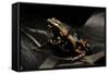 Phrynomantis Bifasciatus (Banded Rubber Frog)-Paul Starosta-Framed Stretched Canvas