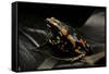 Phrynomantis Bifasciatus (Banded Rubber Frog)-Paul Starosta-Framed Stretched Canvas