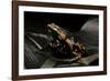 Phrynomantis Bifasciatus (Banded Rubber Frog)-Paul Starosta-Framed Photographic Print