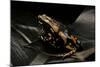 Phrynomantis Bifasciatus (Banded Rubber Frog)-Paul Starosta-Mounted Photographic Print