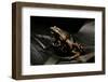 Phrynomantis Bifasciatus (Banded Rubber Frog)-Paul Starosta-Framed Photographic Print