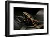 Phrynomantis Bifasciatus (Banded Rubber Frog)-Paul Starosta-Framed Photographic Print