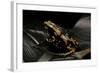 Phrynomantis Bifasciatus (Banded Rubber Frog)-Paul Starosta-Framed Photographic Print