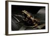 Phrynomantis Bifasciatus (Banded Rubber Frog)-Paul Starosta-Framed Photographic Print