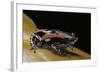 Phrynomantis Bifasciatus (Banded Rubber Frog)-Paul Starosta-Framed Photographic Print