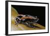 Phrynomantis Bifasciatus (Banded Rubber Frog)-Paul Starosta-Framed Photographic Print