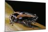 Phrynomantis Bifasciatus (Banded Rubber Frog)-Paul Starosta-Mounted Photographic Print