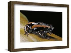 Phrynomantis Bifasciatus (Banded Rubber Frog)-Paul Starosta-Framed Photographic Print