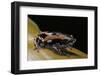 Phrynomantis Bifasciatus (Banded Rubber Frog)-Paul Starosta-Framed Photographic Print