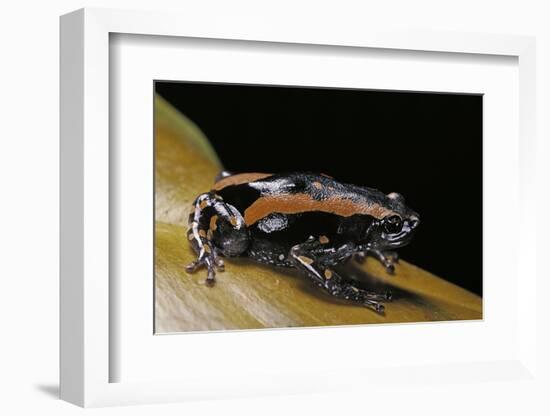 Phrynomantis Bifasciatus (Banded Rubber Frog)-Paul Starosta-Framed Photographic Print