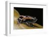 Phrynomantis Bifasciatus (Banded Rubber Frog)-Paul Starosta-Framed Photographic Print