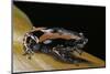 Phrynomantis Bifasciatus (Banded Rubber Frog)-Paul Starosta-Mounted Photographic Print