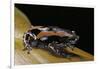 Phrynomantis Bifasciatus (Banded Rubber Frog)-Paul Starosta-Framed Photographic Print