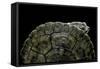 Phrynops Williamsi (William's Toadhead Turtle)-Paul Starosta-Framed Stretched Canvas