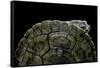 Phrynops Williamsi (William's Toadhead Turtle)-Paul Starosta-Framed Stretched Canvas