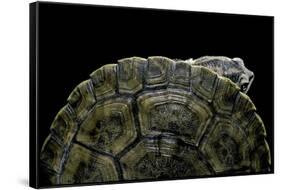 Phrynops Williamsi (William's Toadhead Turtle)-Paul Starosta-Framed Stretched Canvas