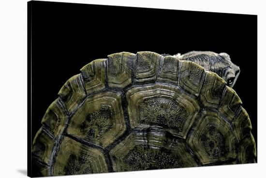 Phrynops Williamsi (William's Toadhead Turtle)-Paul Starosta-Stretched Canvas