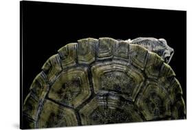 Phrynops Williamsi (William's Toadhead Turtle)-Paul Starosta-Stretched Canvas