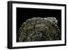 Phrynops Williamsi (William's Toadhead Turtle)-Paul Starosta-Framed Photographic Print