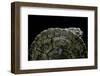 Phrynops Williamsi (William's Toadhead Turtle)-Paul Starosta-Framed Photographic Print